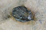 Minicryphaeus Trilobite - Lghaft , Morocco #86782-2